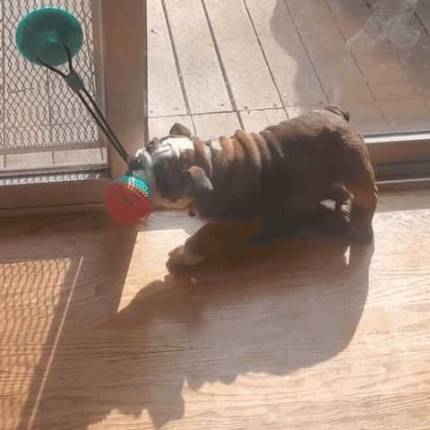 Flaugie™ Dental Silicone Suction Cup Dog Toy
